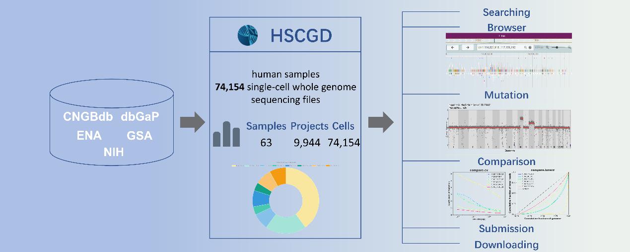 东南大学涂景教授团队在《Nucleic Acids Research》发布国际首个人类单细胞基因组数据库