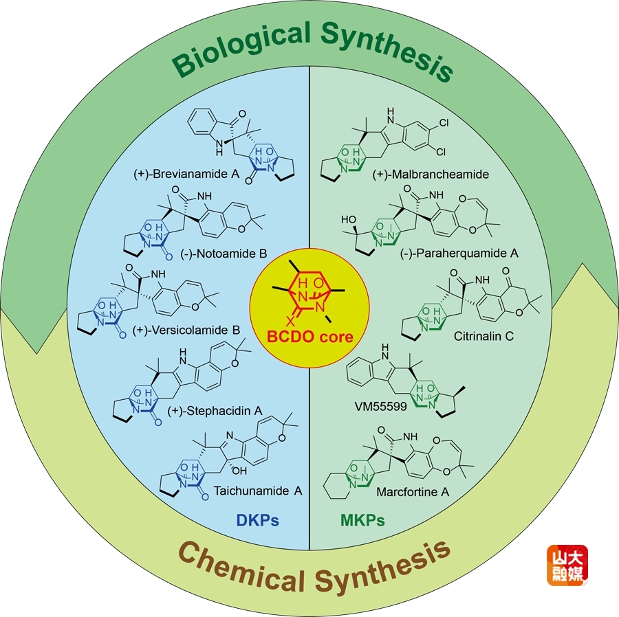 山东大学李盛英教授团队联合美国密西根大学David H. Sherman教授团队在Chemical Reviews发表综述文章