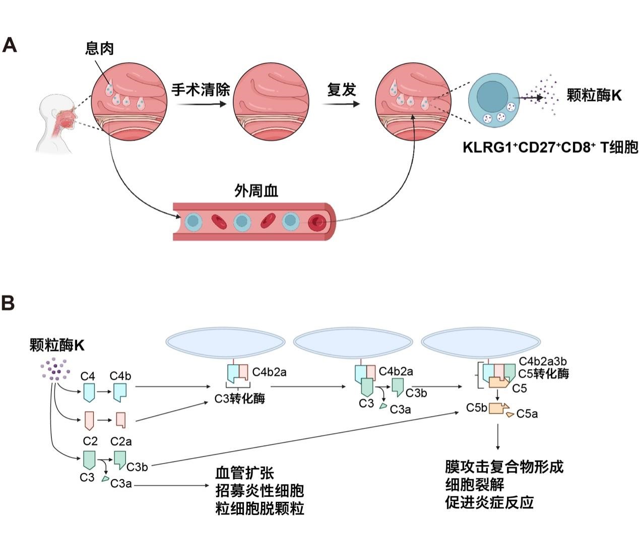 清华大学医学院祁海团队合作揭示过敏炎症全新免疫学机制 揪出顽固慢性鼻病背后“真凶”