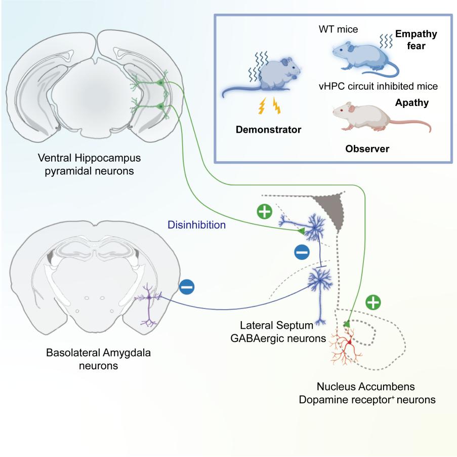 东南大学谢维教授课题组在《Cell Reports》上发表最新研究成果
