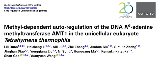 中国海洋大学学校在Nucleic Acids Research发表关于DNA N6-腺嘌呤甲基化酶AMT1自调控模式的新成果