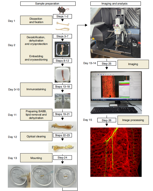 清华大学生物医学交叉研究院沈博实验室合作开发新型透明化三维成像技术 揭示骨髓微环境细胞复杂结构与功能