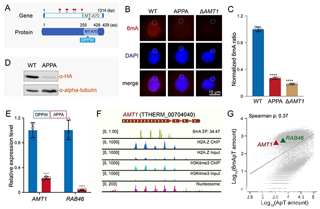 中国海洋大学学校在Nucleic Acids Research发表关于DNA N6-腺嘌呤甲基化酶AMT1自调控模式的新成果