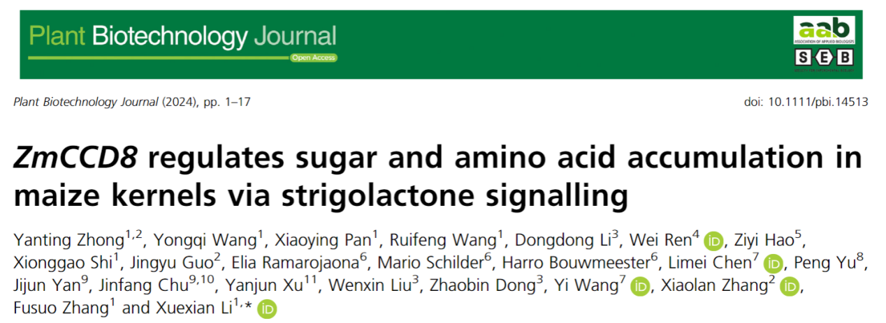 中国农业大学资环学院张福锁院士团队李学贤教授课题组在《植物生物技术》发文揭示独脚金内酯调控玉米籽粒糖和氨基酸积累的分子机制