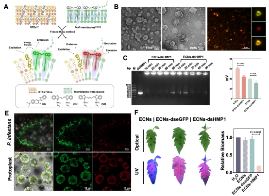 大连理工大学生物工程学院科研团队在喷雾型RNA农药递送研究领域取得新进展