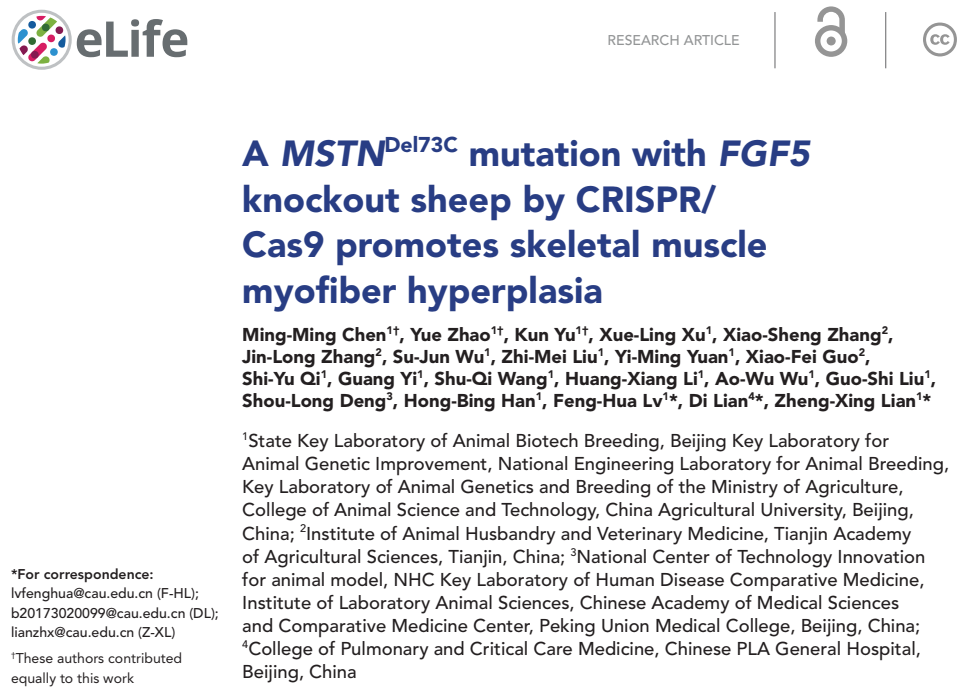 中国农业大学动科学院连正兴教授团队在MSTN和FGF5双基因编辑调控绵羊肌纤维增生方面取得重要进展