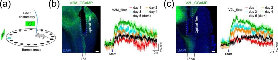 哈工大生命科学中心王广福课题组揭示视觉系统向大脑空间定位系统传递的非经典环路