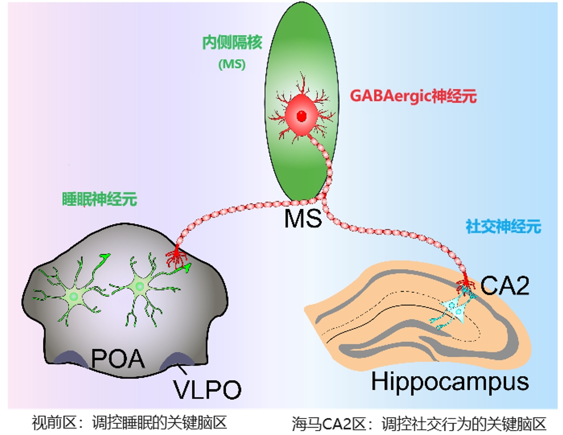 东南大学谢维教授团队在国际著名期刊J Clin Invest 发表论文