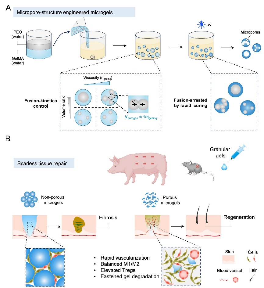 北京航空航天大学《Biomaterials》刊发北航樊瑜波教授团队最新成果：水凝胶微孔结构精准调控实现无疤痕皮肤再生