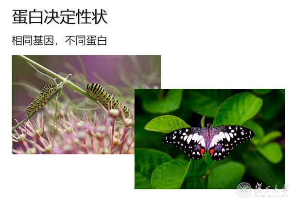 复旦大学采血就能预测数百种疾病！复旦成果登《细胞》开年封面