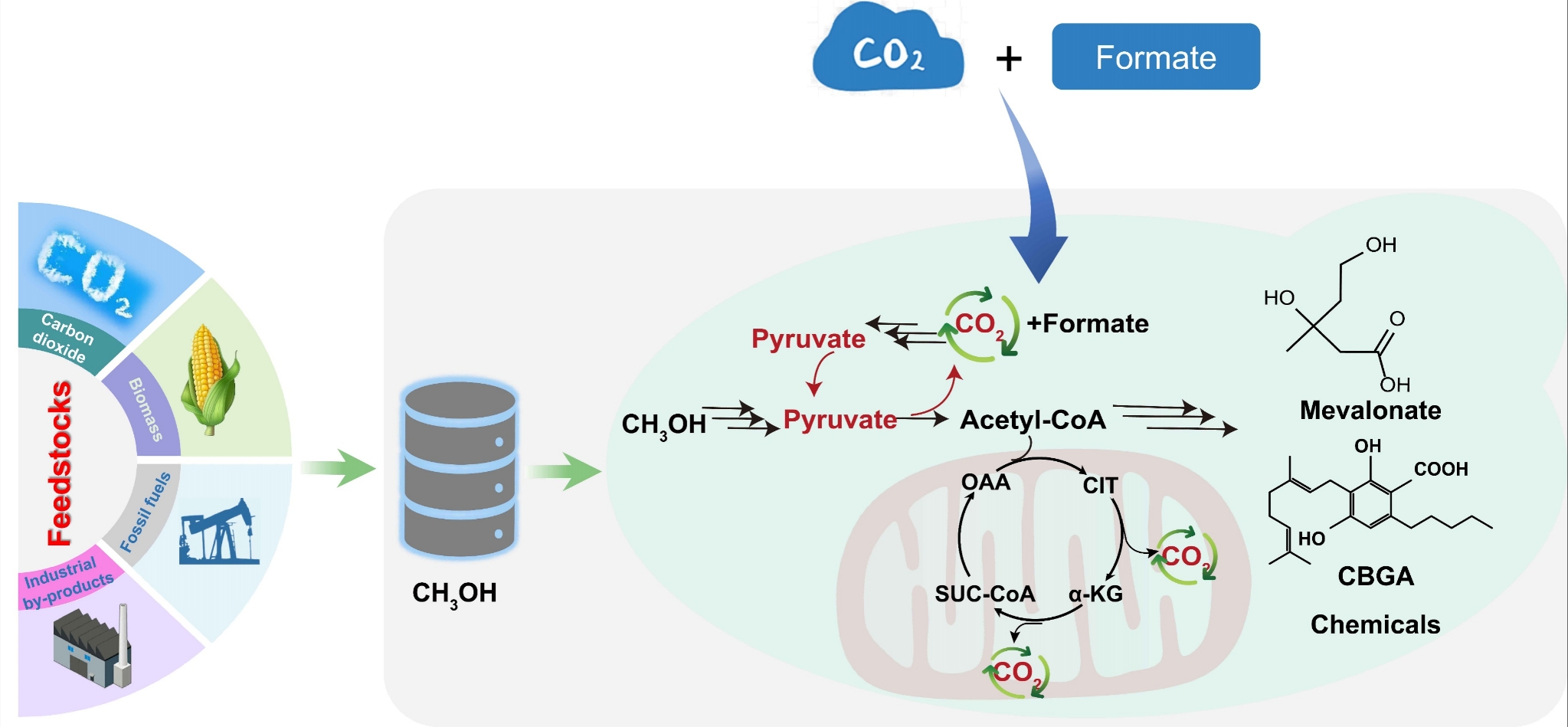 大连理工大学生物工程学院科研团队在酿酒酵母共利用甲醇和CO₂合成高附加值化合物方面取得重要进展