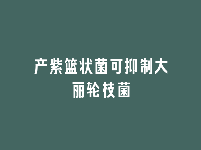 产紫篮状菌可抑制大丽轮枝菌