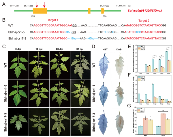 西北农林科技大学园艺学院梁燕教授团队在番茄斑萎病抗病研究领域取得新进展