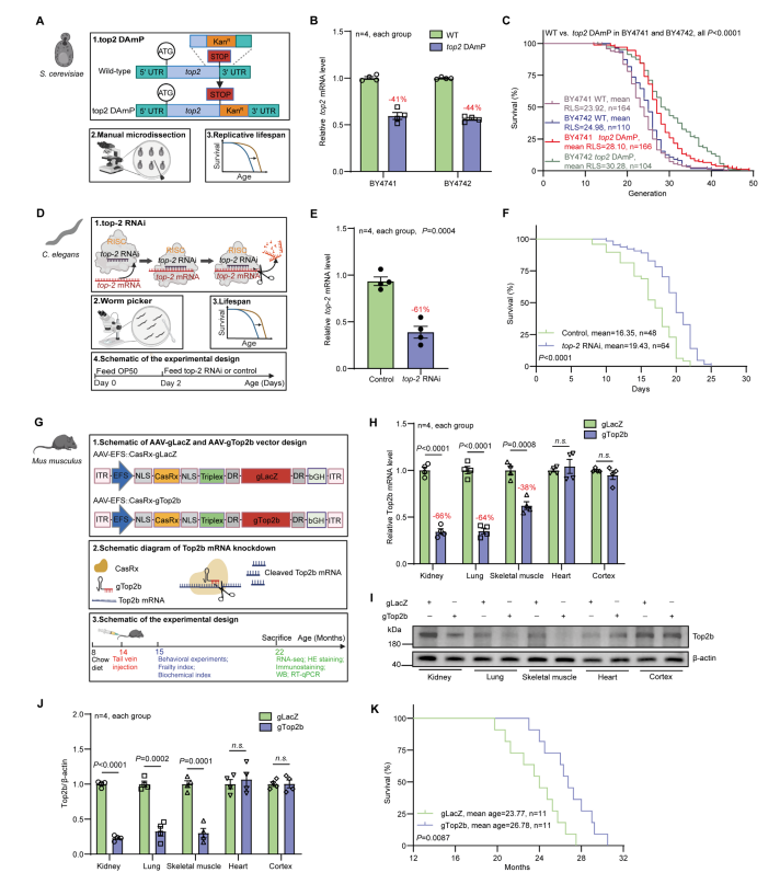 电子科技大学医学院衰老研究团队在Aging Cell期刊发表研究成果