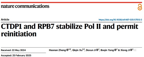 北京大学生命科学学院季雄团队揭示RNA聚合酶亚基RPB7偶联磷酸酶CTDP1稳定Pol II并介导转录再起始