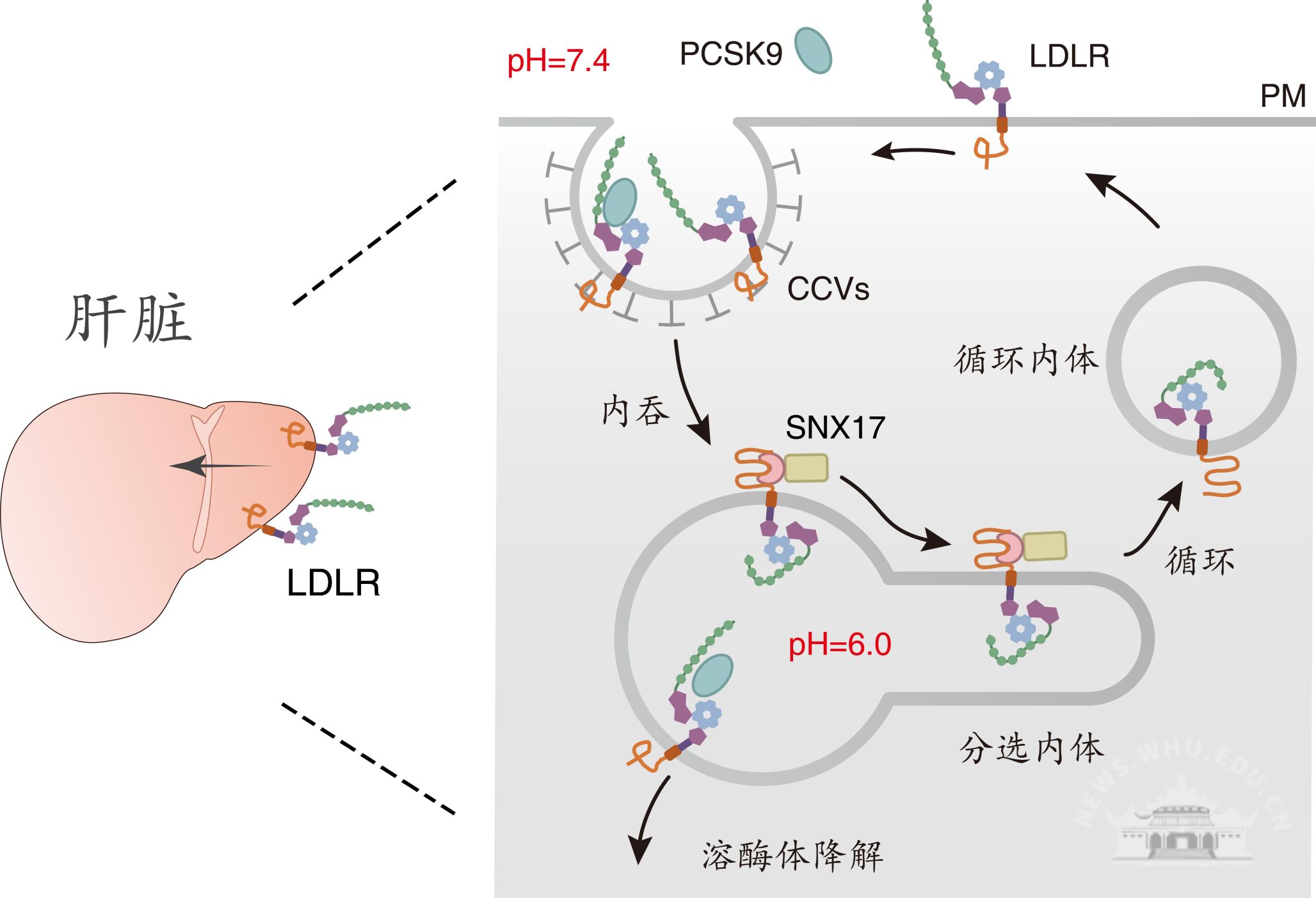 武汉大学王琰课题组揭示PCSK9调节血脂水平作用机制