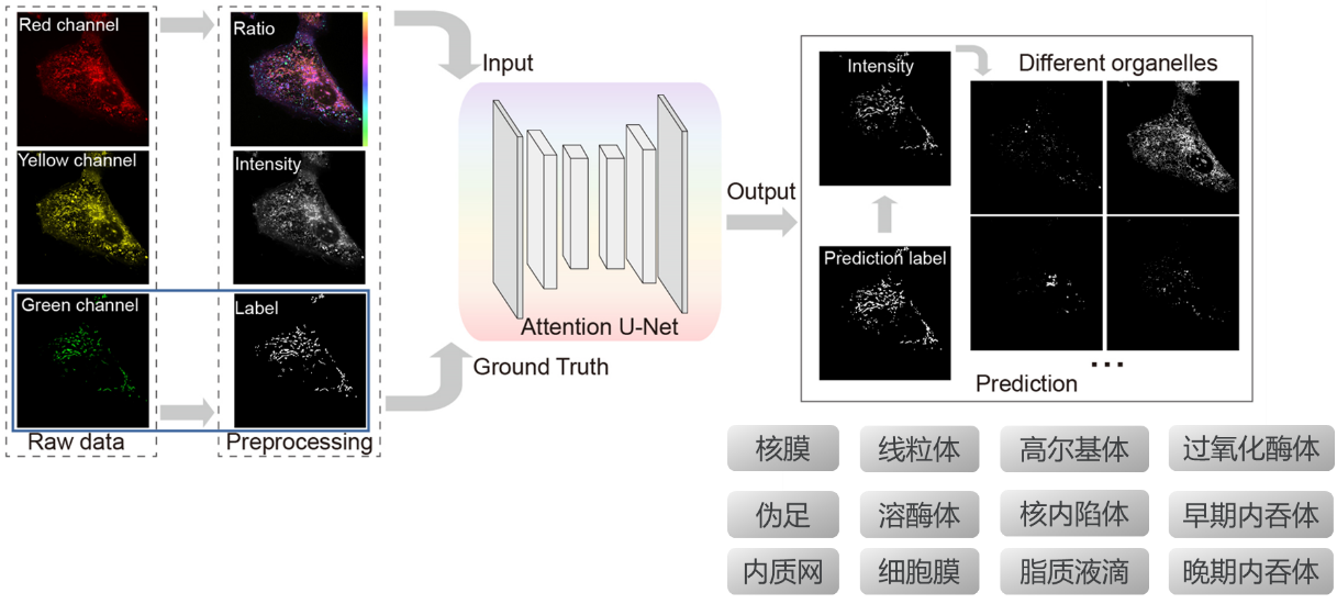 北京大学未来技术学院席鹏团队在活细胞内多细胞器的快速成像技术方面取得重要进展