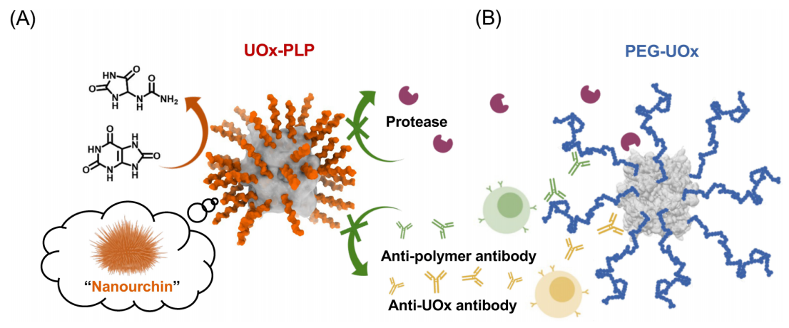 北京大学化学与分子工程学院吕华课题组与合作者利用原位“接枝聚合”技术破解蛋白药物长效与免疫原性难题