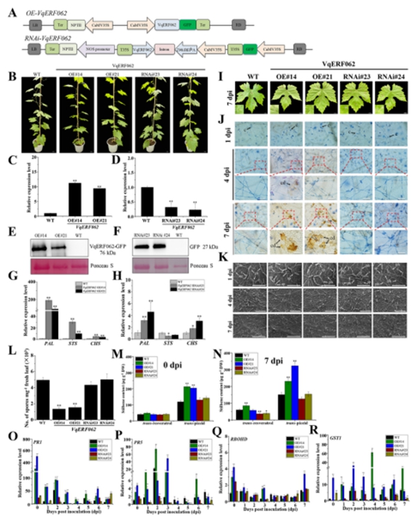 西北农林科技大学园艺学院王跃进课题组揭示VqERF1B-VqERF062- VqNSTS2 转录级联模块增强芪类物质合成与抗葡萄白粉病的分子机制
