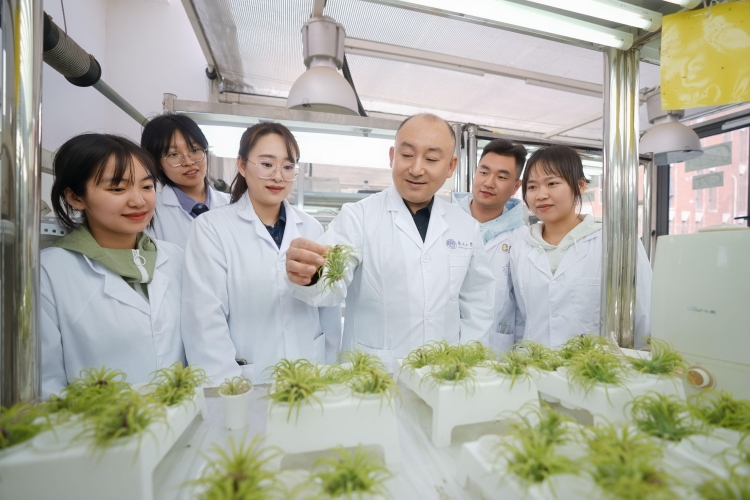 南开团队Nature发文 证实大气微塑料可被植物叶片“吸入”并进入食物链