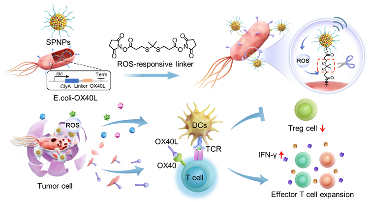 南开团队开发基因工程菌-声动力协同系统增强肿瘤免疫治疗效果