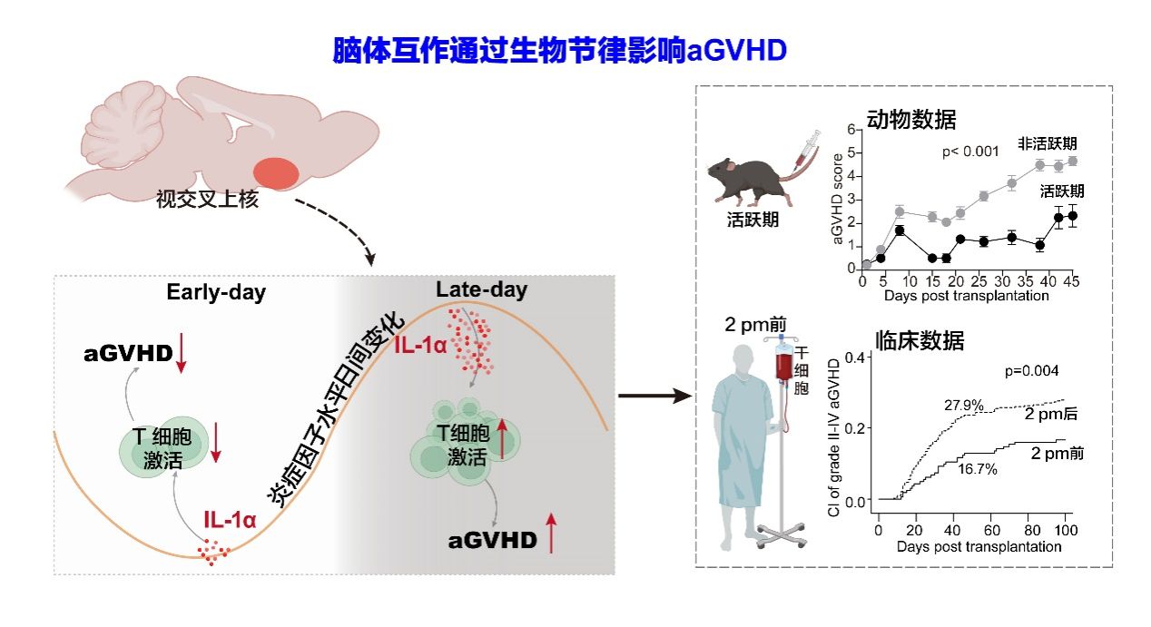 中国科大发现急性移植物抗宿主病预防新策略