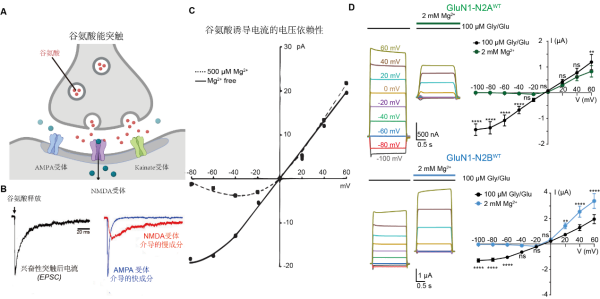 研究揭示镁离子对NMDA受体多重调控的分子机制