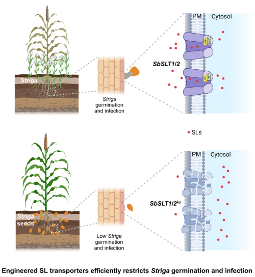 高粱抗寄生关键基因发现助力作物抵御寄生植物危害