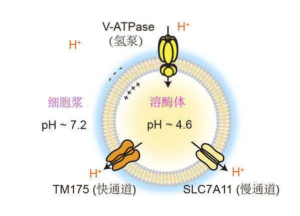 浙大学者《细胞》发现，溶酶体氢离子“慢出口”