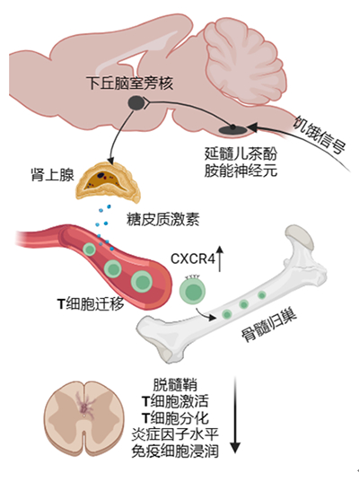 我国学者在饥饿禁食改善自身免疫疾病的研究方面取得进展