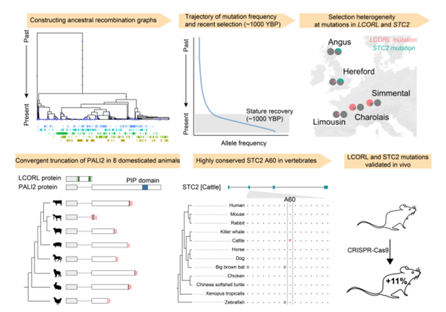 西北农林科技大学姜雨教授团队解析了家牛LCORL和STC2基因中促进体型和生长速度增加的关键因果突变