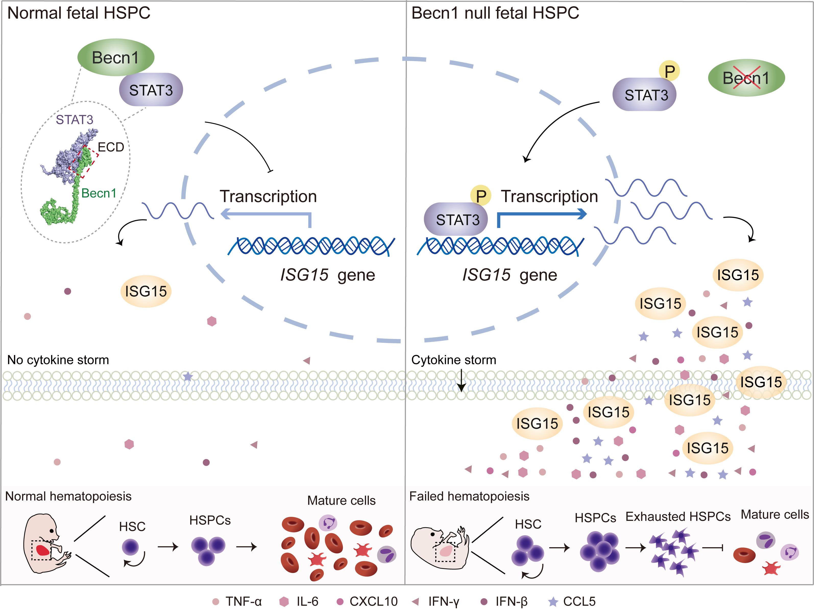 唐仲英医学研究院王建荣团队发现胚胎造血风险管控新机制