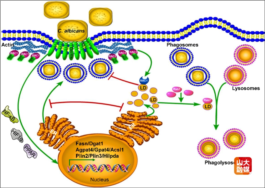 山东大学高成江教授团队揭示Lipid droplets调控抗真菌免疫反应新机制