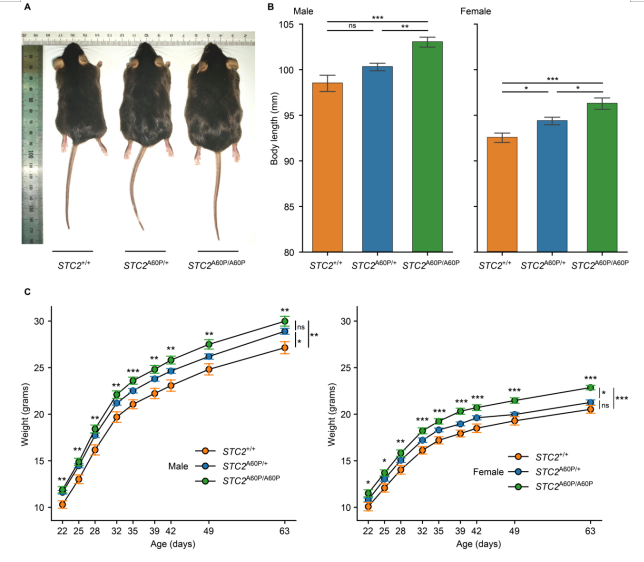 西北农林科技大学姜雨教授团队解析了家牛LCORL和STC2基因中促进体型和生长速度增加的关键因果突变