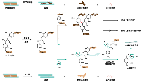 科学家提出木质纤维素三素催化精炼新策略