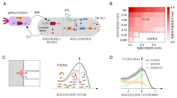 研究揭示生物“迁徙淘汰”病毒新机制