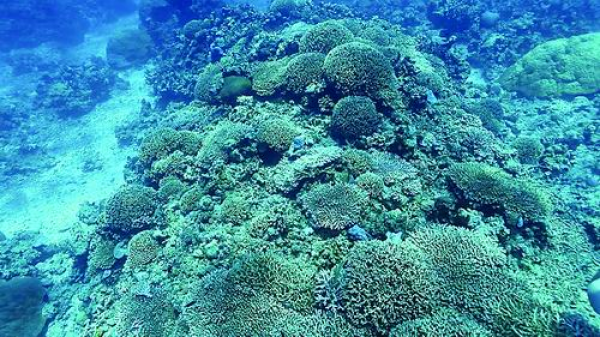 修复珊瑚礁 守望“珊瑚海”