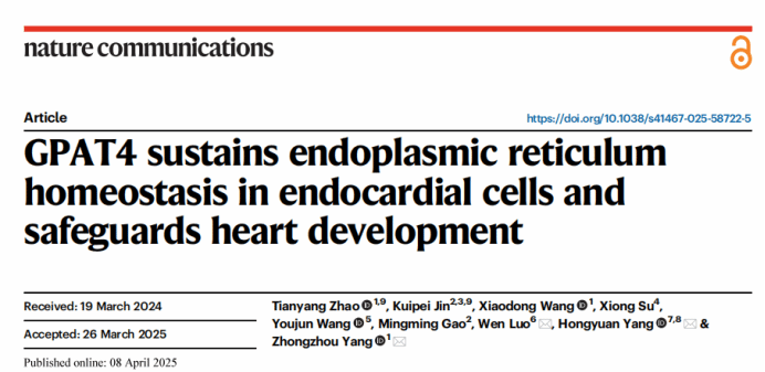 南京大学医学院杨中州团队发现内质网稳态及内质网-线粒体互作在心内膜及心脏发育过程中发挥重要的作用