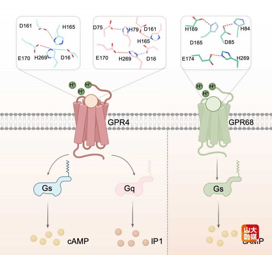 山东大学Molecular Cell！孙金鹏/杨帆/阿拉坦高勒/于晓/夏明团队揭示人源G蛋白偶联受体质子感知及偏好性信号转导的分子机制