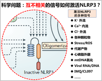 北京大学生命科学学院蒋争凡课题组发现相分离启动NLRP3的激活