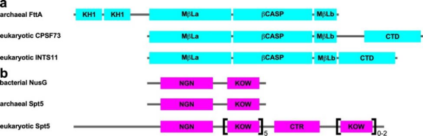研究揭示古菌因子依赖型转录终止分子机制