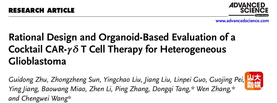 山东大学新型CAR-γδ T细胞鸡尾酒疗法在胶质母细胞瘤治疗中的突破