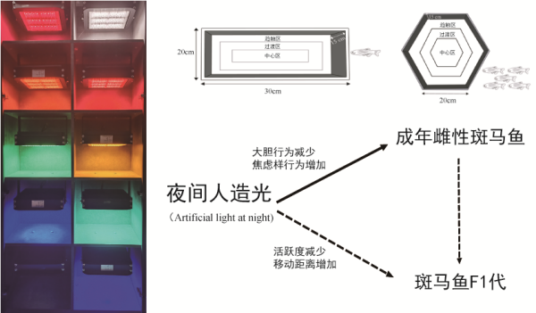 水生所等揭示光污染对鱼类行为的影响存在代际传递效应