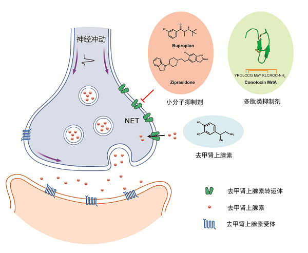 科学家揭示去甲肾上腺素转运体转运机制及小分子和多肽类药物的结合模式
