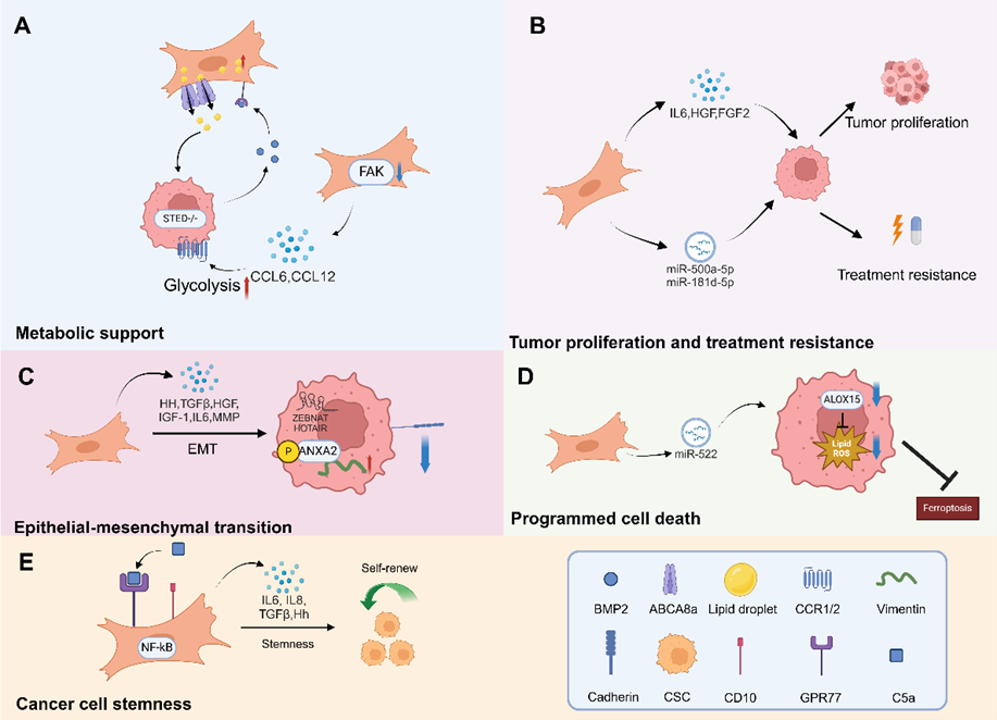 电子科技大学医学院陈梅华副研究员课题组在国际知名期刊Journal of Hematology & Oncology发表综述