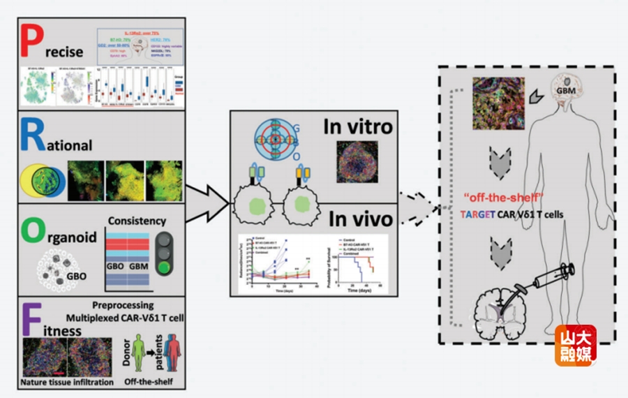 山东大学新型CAR-γδ T细胞鸡尾酒疗法在胶质母细胞瘤治疗中的突破