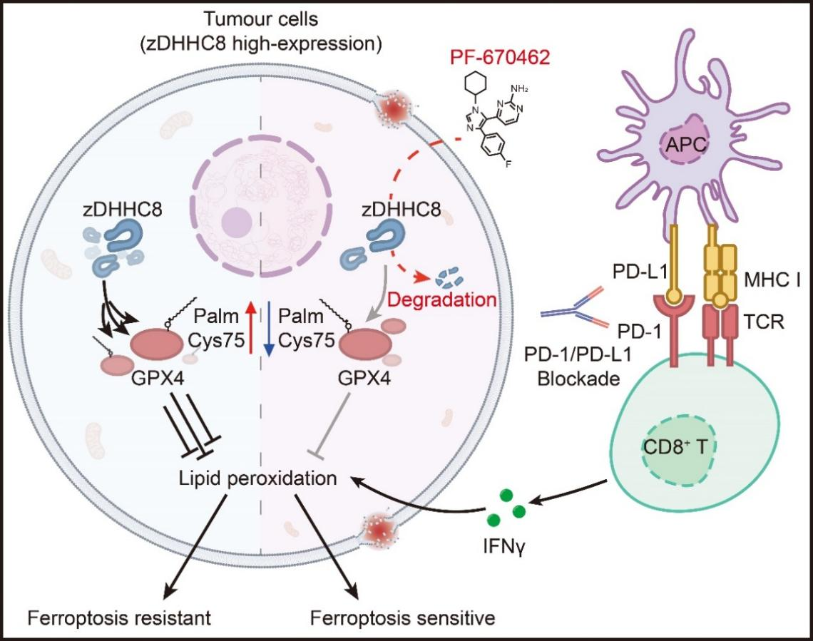 中山大学崔隽团队发现癌症免疫治疗新靶点
