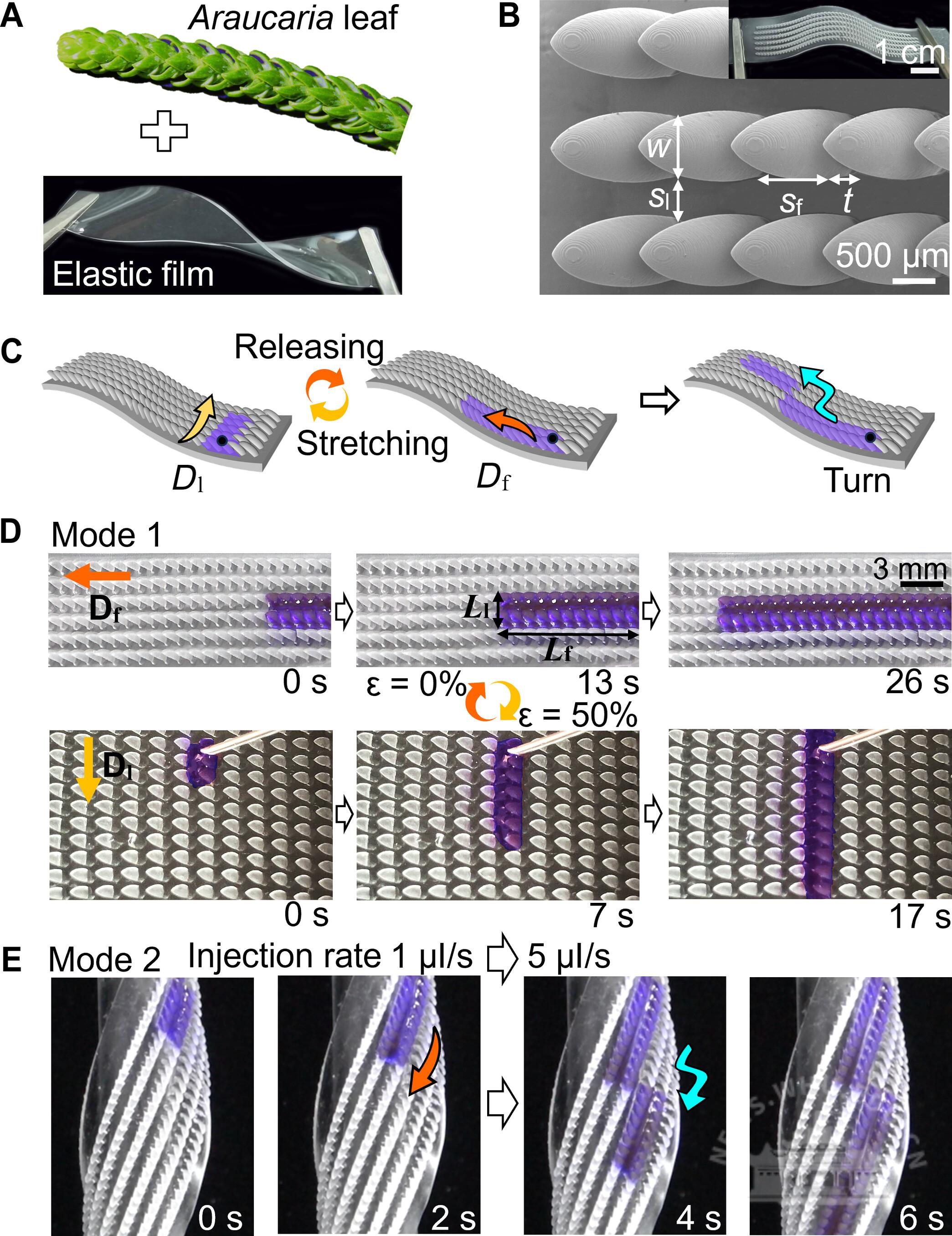 武汉大学薛龙建教授团队在液体定向运输研究方面取得新进展