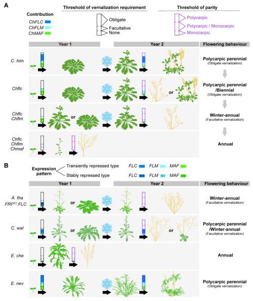 科学家实现十字花科植物多年生与一年生生活习性的自由转换 