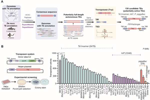 动物所探索DNA转座子多样性并拓展基因工程工具箱